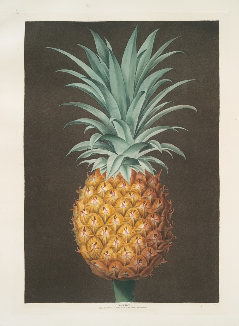Smooth leaved green Antigua pine. by George Brookshaw, 1812 — digital art print download