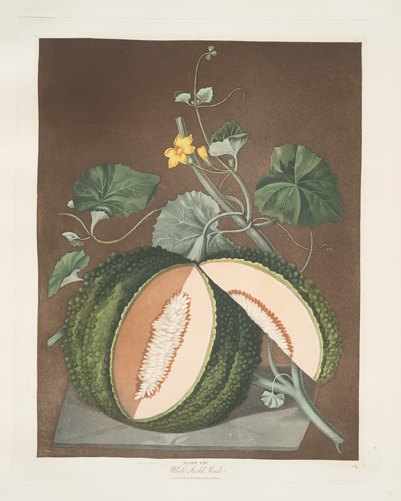 White seeded rock melon. by George Brookshaw, 1812 — digital art print download