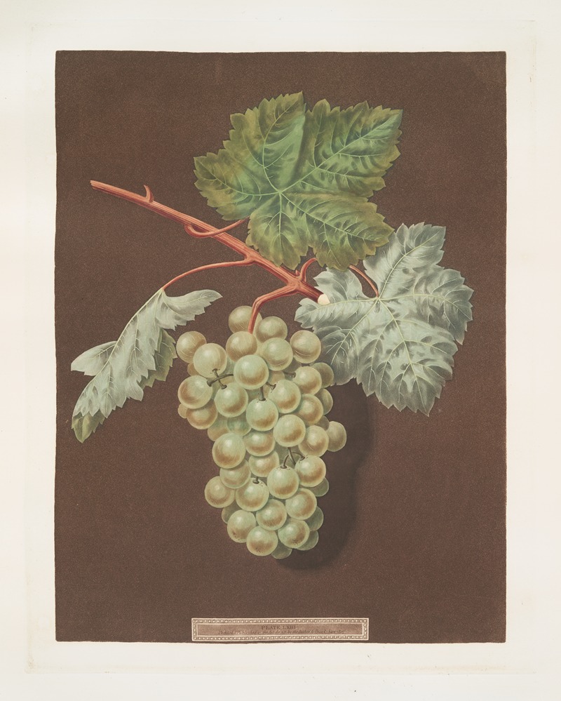 White sweet water grape. by George Brookshaw, 1812 — digital art print download