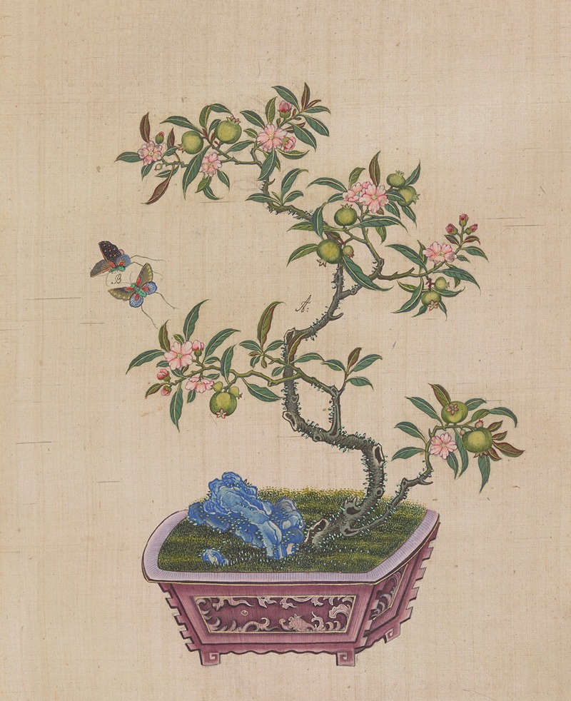 Flowers, birds and insects Pl.11 — Anonymous