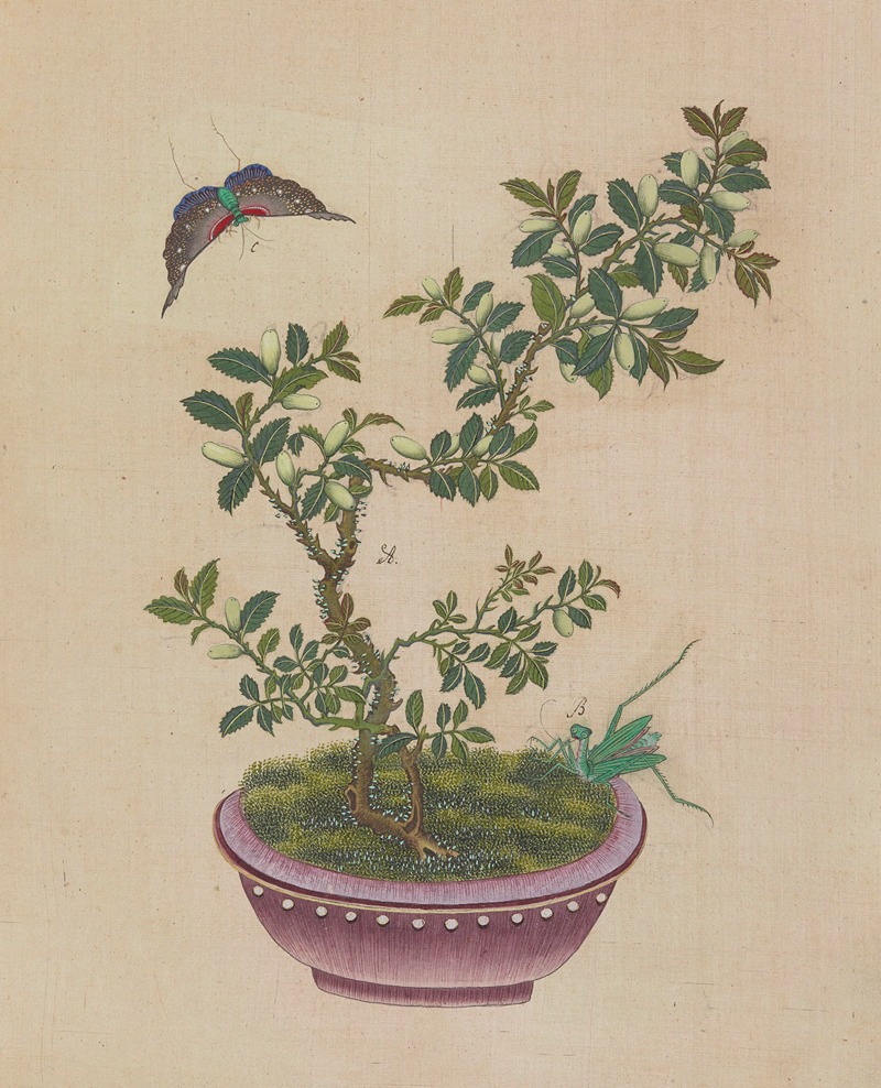 Flowers, birds and insects Pl.27 — Anonymous