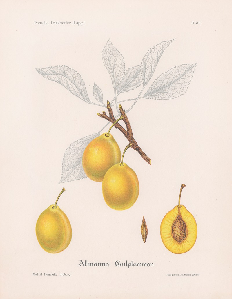 Allmänna gulplommon by Henriette Sjöberg, 1924 — digital art print download