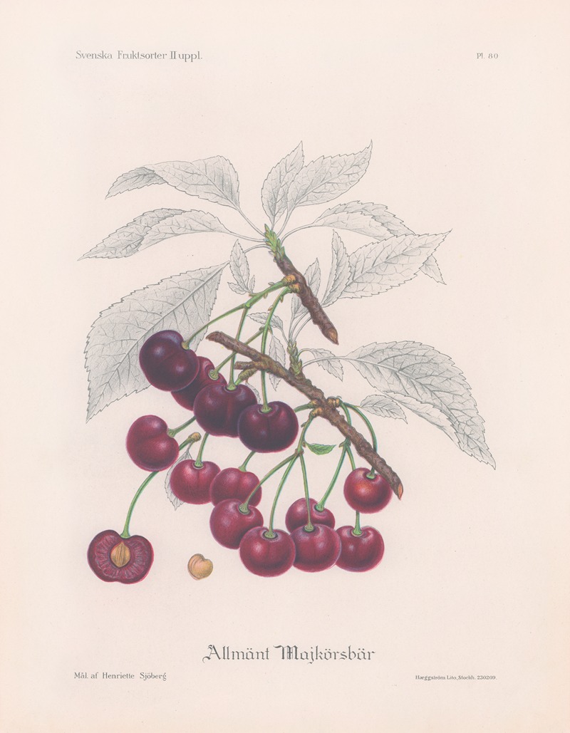 Allmänt majkörsbär by Henriette Sjöberg, 1924 — digital art print download