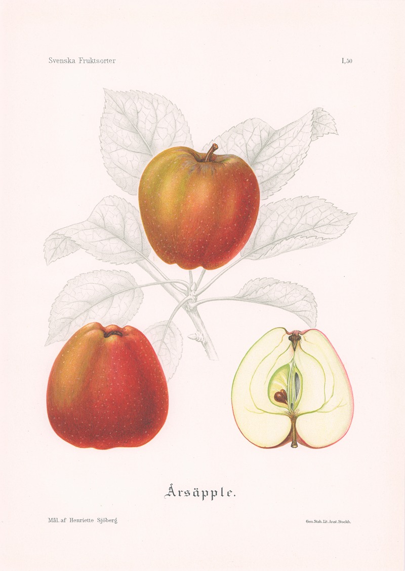 Årsäpple by Henriette Sjöberg, 1924 — digital art print download