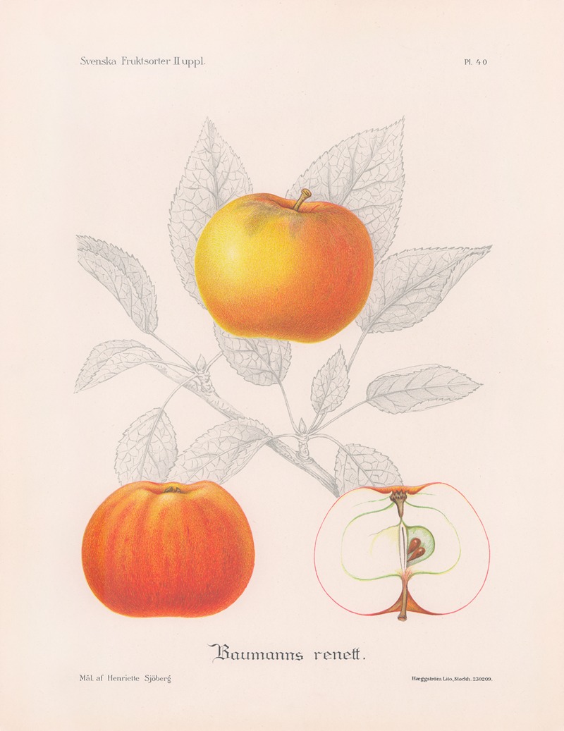 Baumanns renett by Henriette Sjöberg, 1924 — digital art print download