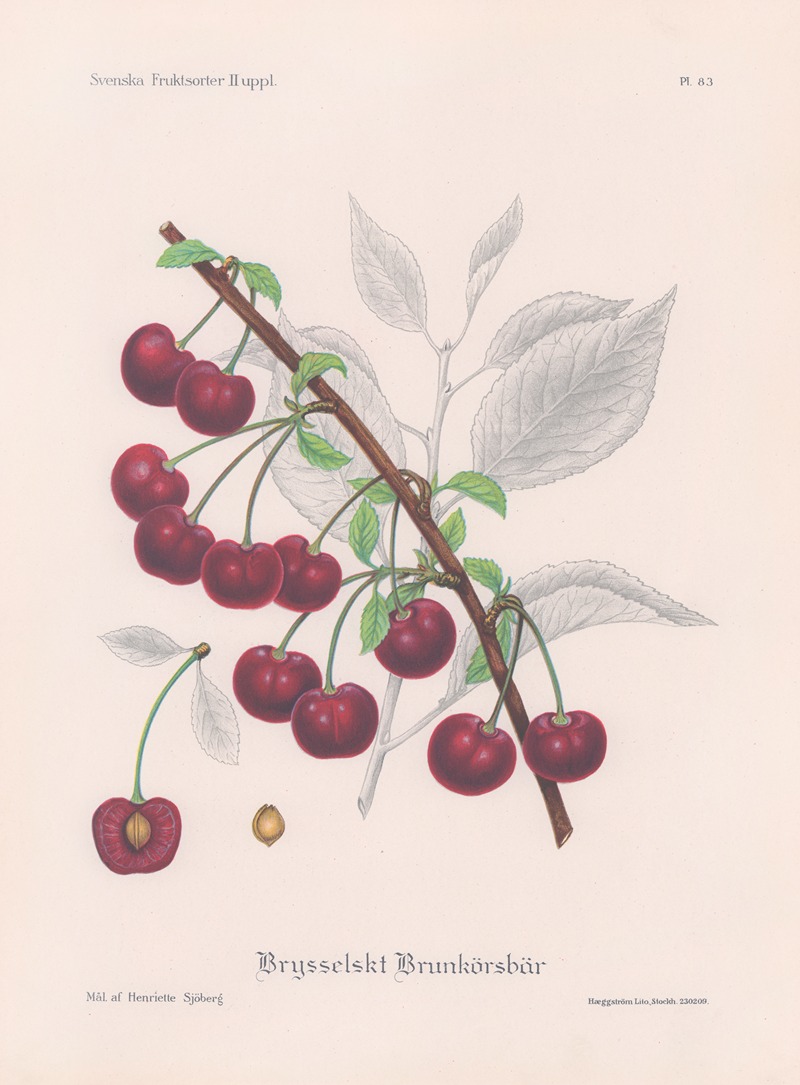 Brysselskt brunkörsbär by Henriette Sjöberg, 1924 — digital art print download