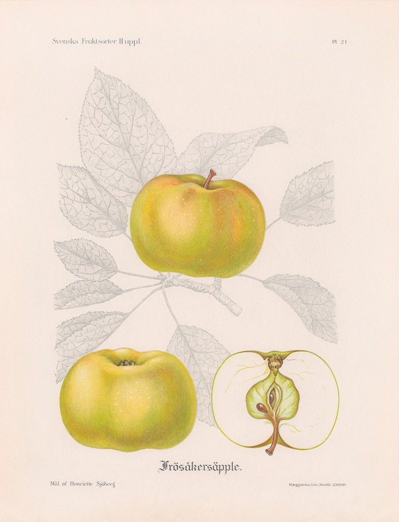 Frösåkersäpple by Henriette Sjöberg, 1924 — digital art print download