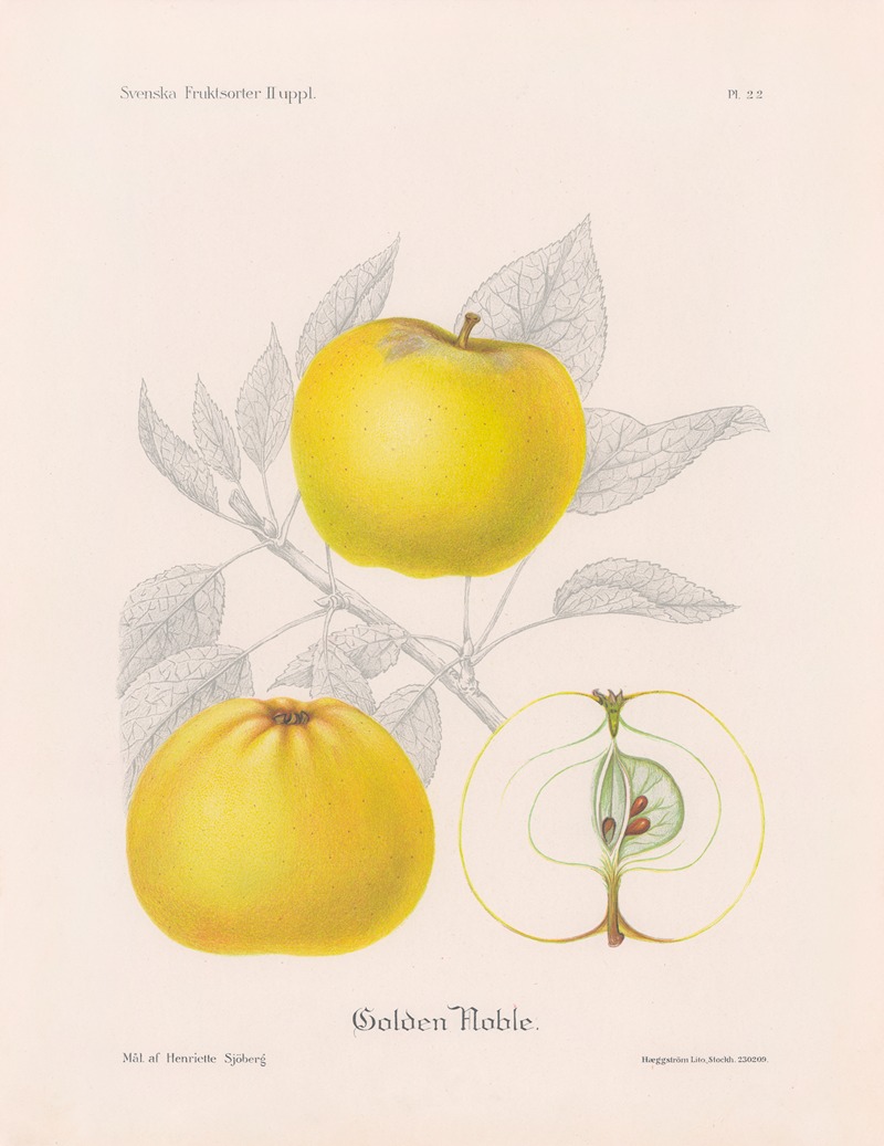 Golden Noble by Henriette Sjöberg, 1924 — digital art print download