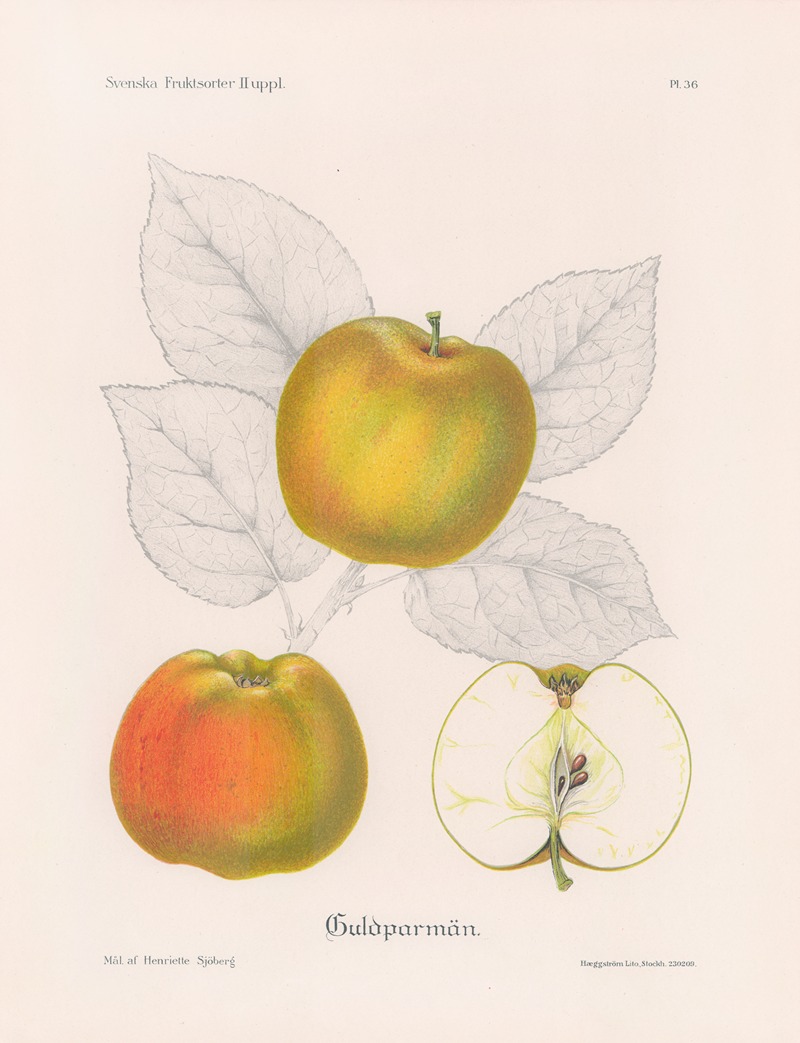 Guldparmän by Henriette Sjöberg, 1924 — digital art print download