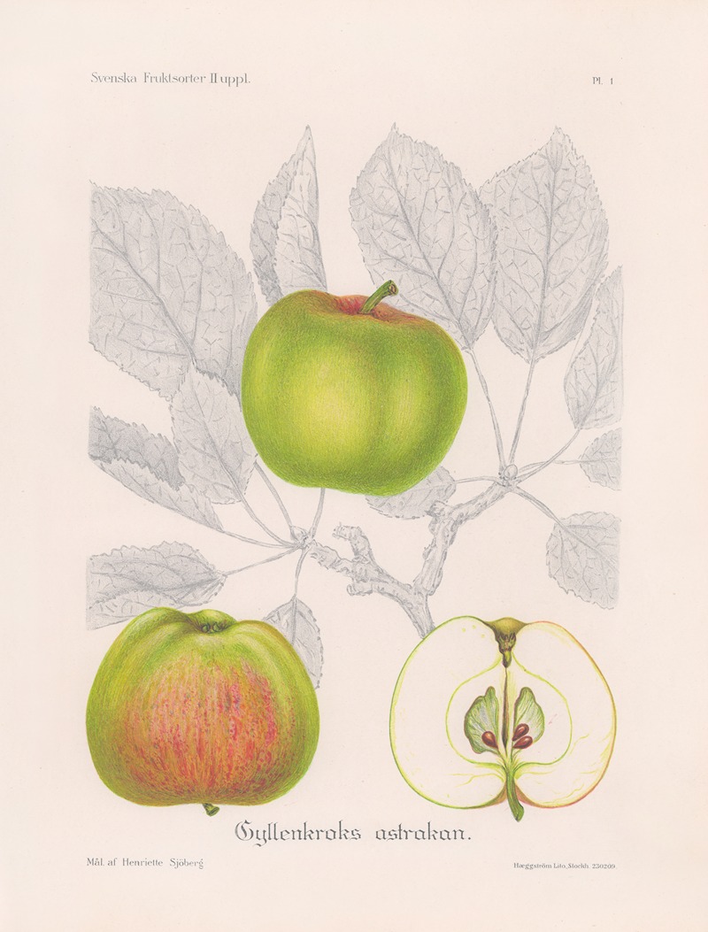 Gyllenkroks astrakan by Henriette Sjöberg, 1924 — digital art print download