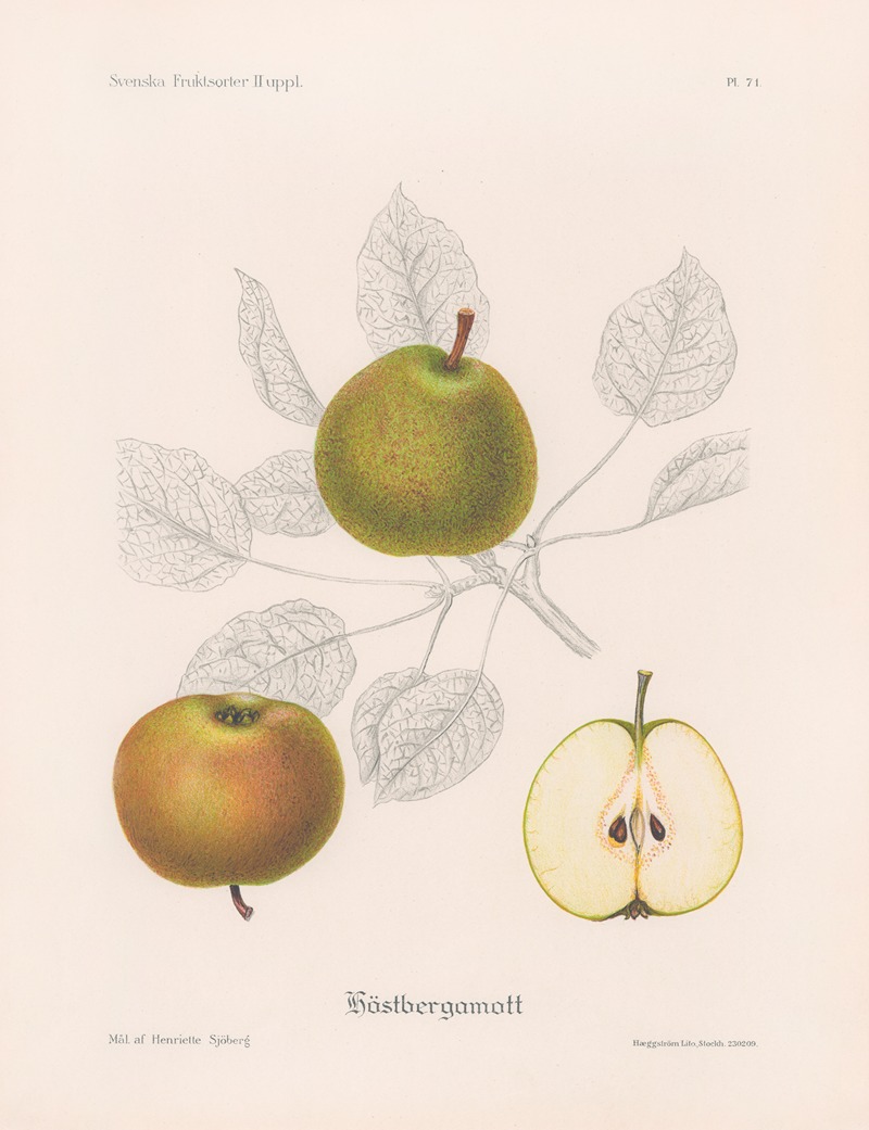 Höstbergamott by Henriette Sjöberg, 1924 — digital art print download