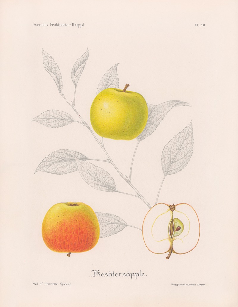 Kesätersäpple by Henriette Sjöberg, 1924 — digital art print download