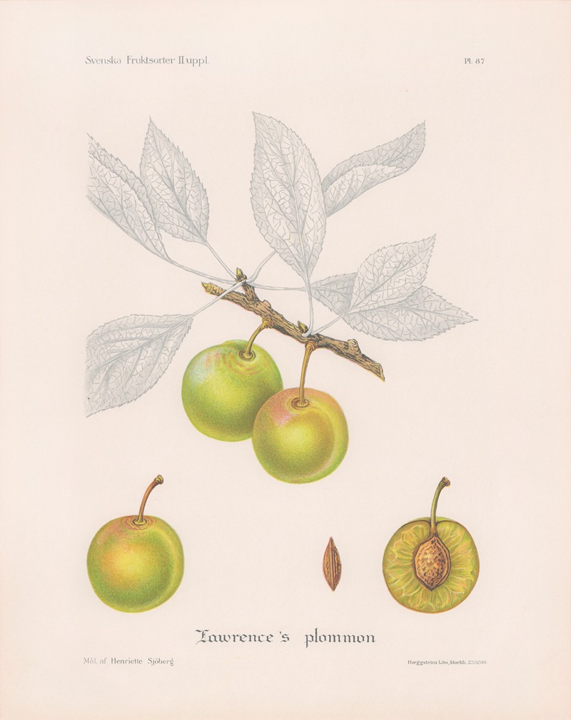 Lawrences plommon by Henriette Sjöberg, 1924 — digital art print download