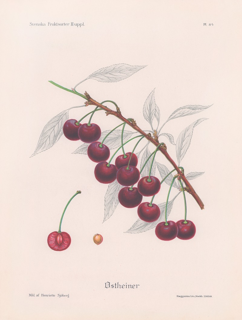 Ostheimer by Henriette Sjöberg, 1924 — digital art print download
