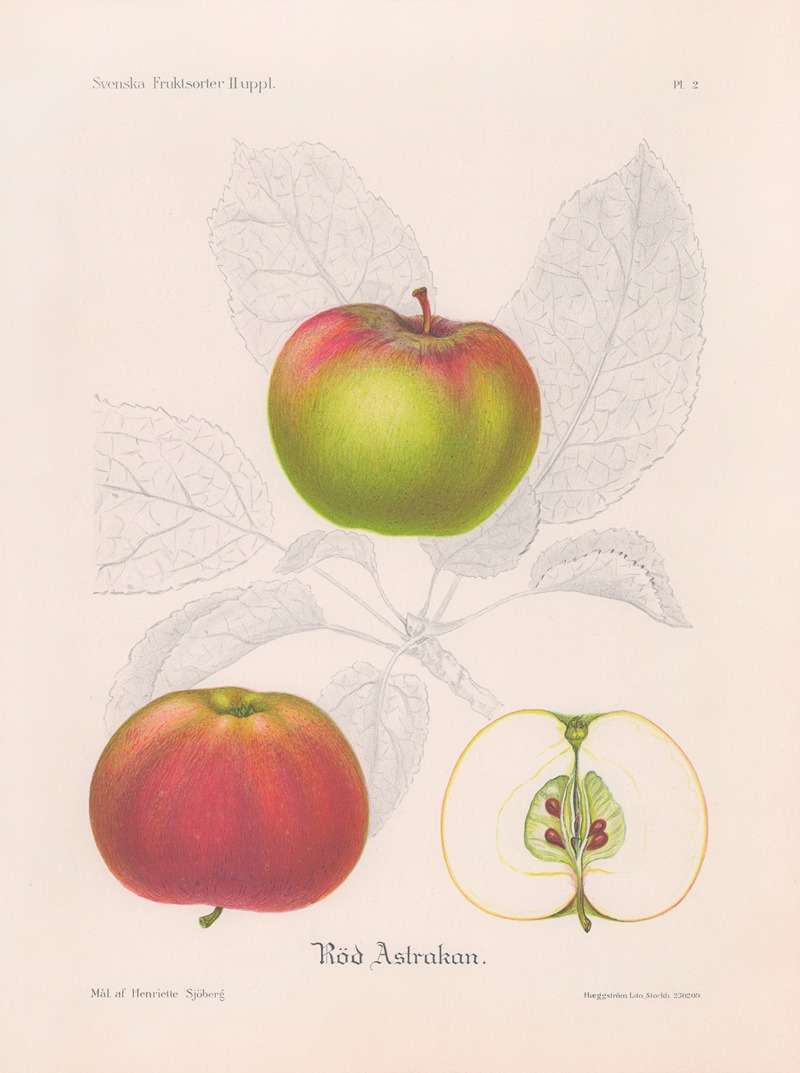 Röd astrakan by Henriette Sjöberg, 1924 — digital art print download