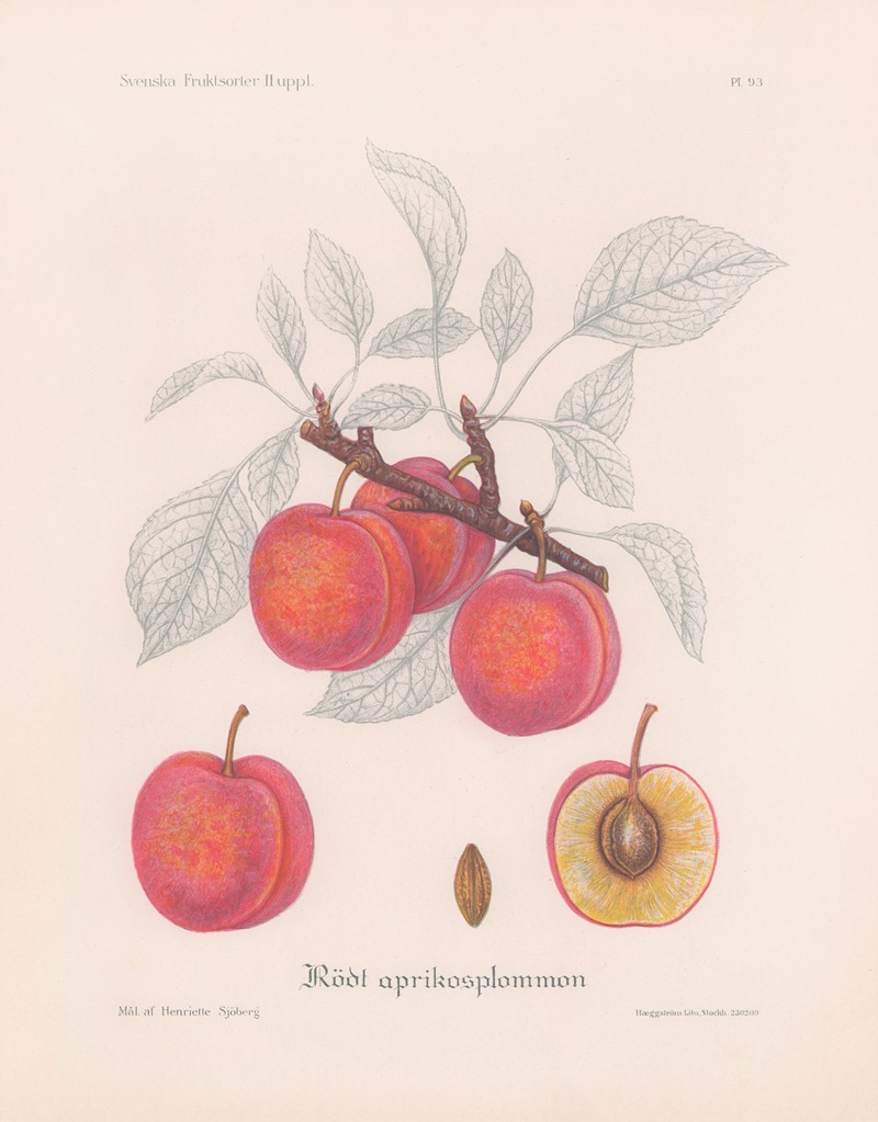 Rött aprikosplommon by Henriette Sjöberg, 1924 — digital art print download