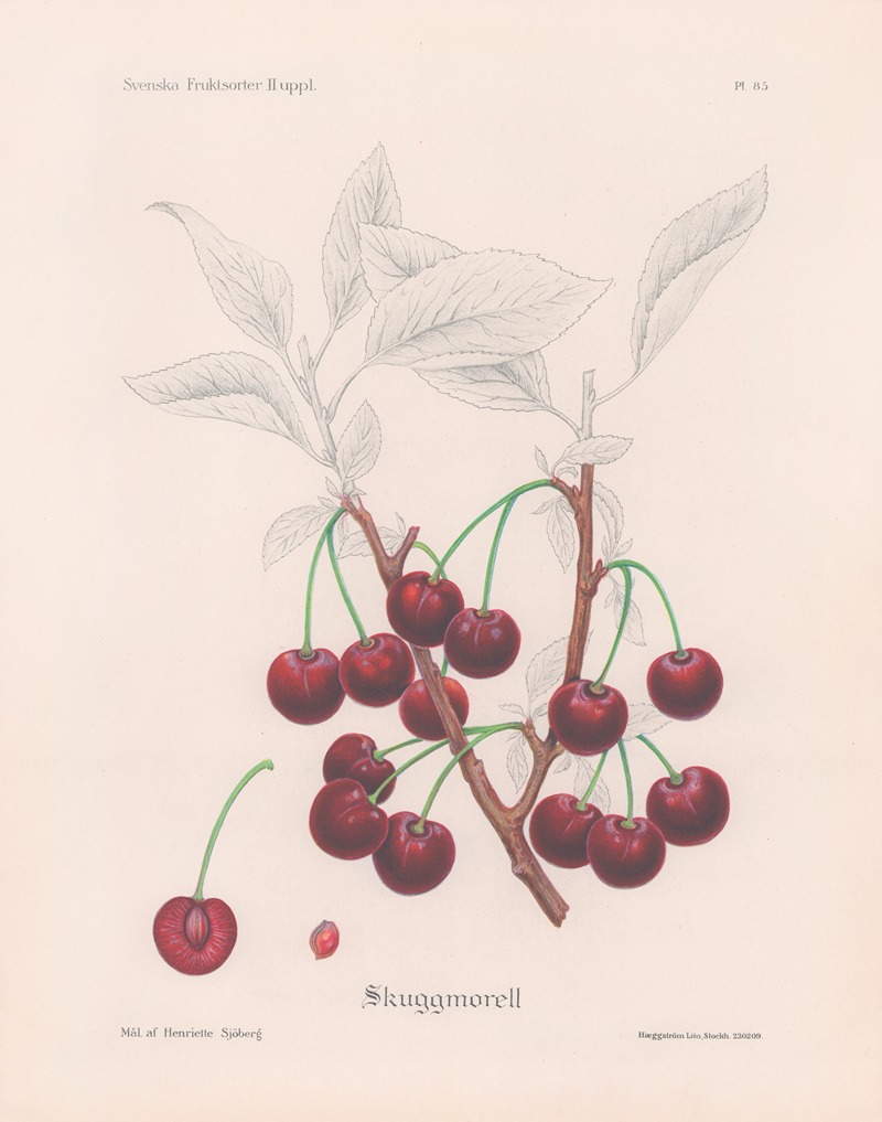 Skuggmorell by Henriette Sjöberg, 1924 — digital art print download