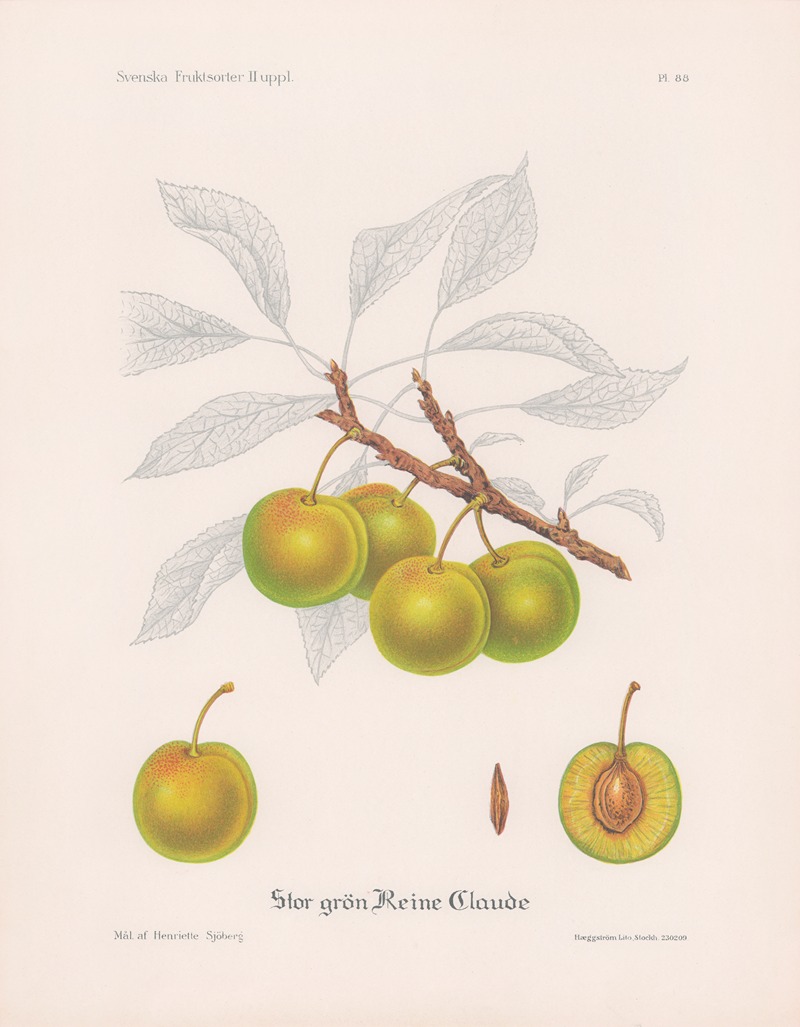 Stor grön Reine Claude by Henriette Sjöberg, 1924 — digital art print download