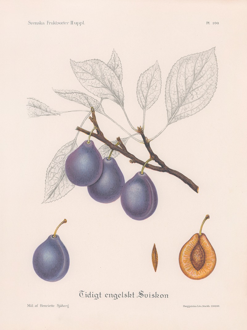 Tidigt engelskt sviskon by Henriette Sjöberg, 1924 — digital art print download