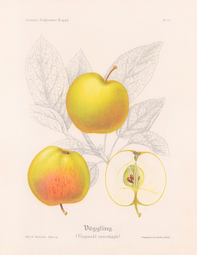 Vitgylling (Virginskt rosenäpple) — Henriette Sjöberg