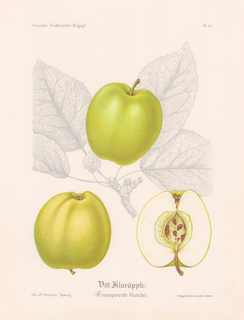 Vitt klaräpple (Transparente blanche) by Henriette Sjöberg, 1924 — digital art print download