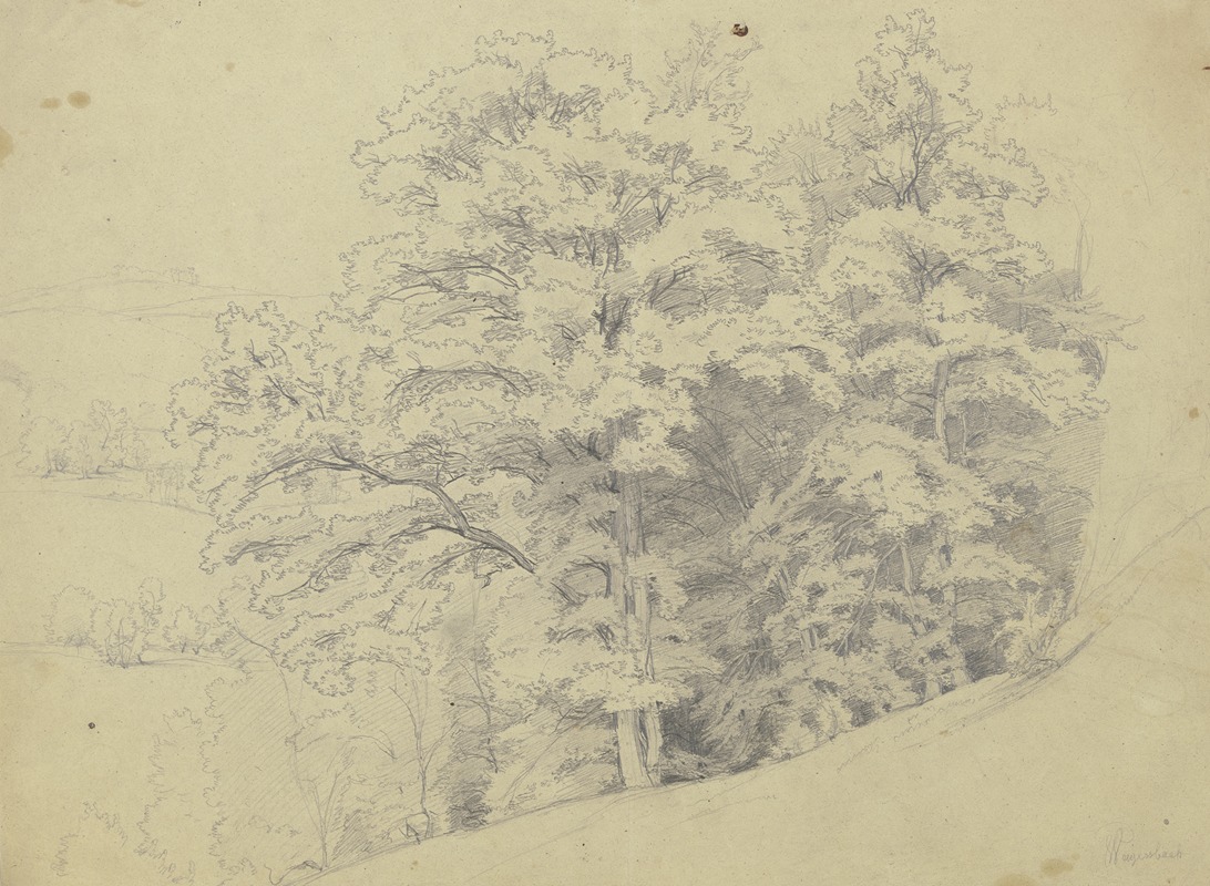 Piece of a forest on a slope — Jakob Becker