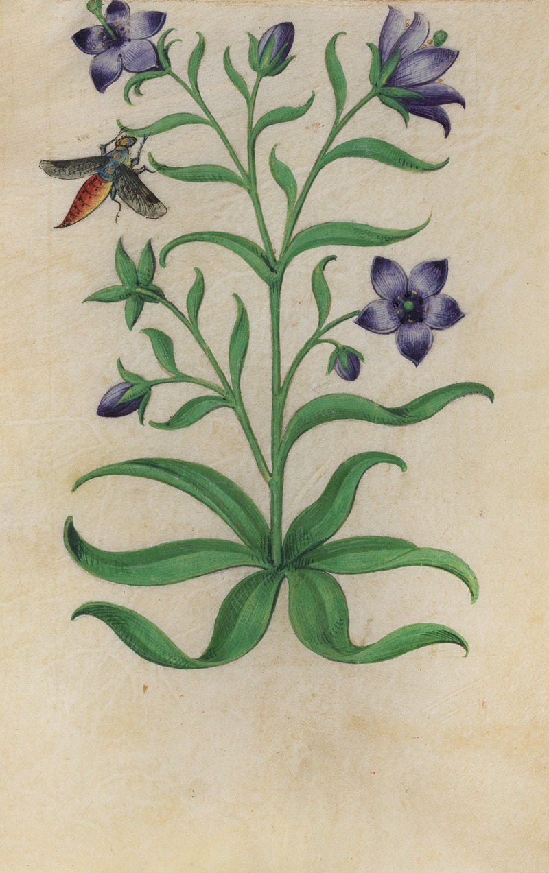 Blue Pimpernel (Anagallis foemina) with a moth — Master of Claude de France