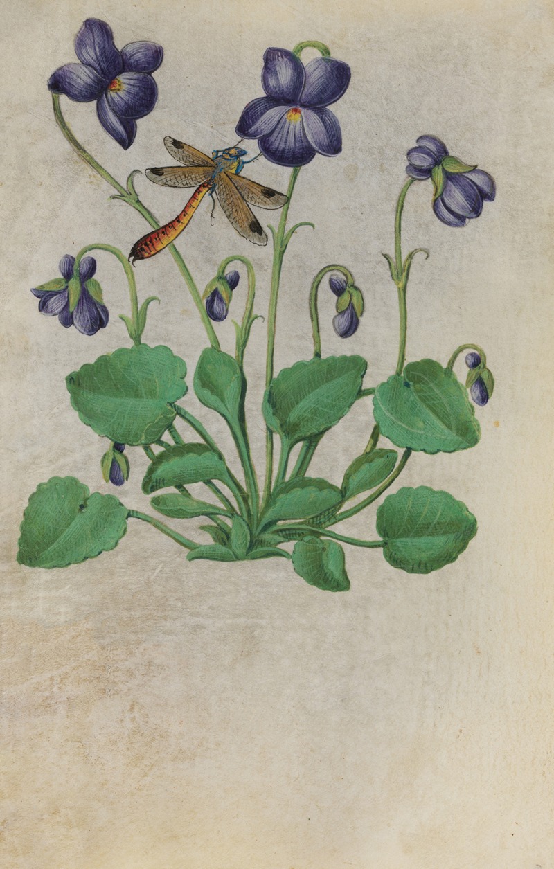 Sweet Violet (Viola odorata) with a dragonfly by Master of Claude de France, 1510–1515 — digital art print download