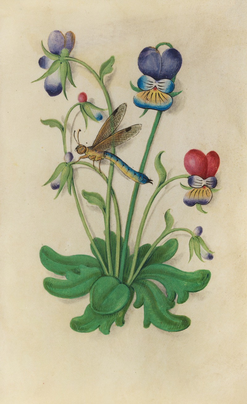 Heart's Ease Violet (Viola tricolor) with a dragonfly — Master of Claude de France