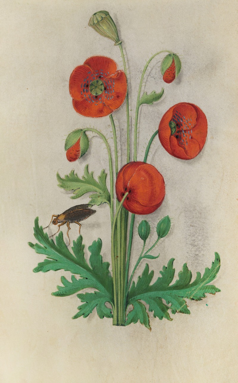 Corn Poppy (Papaver rhoeas) with a brown fly — Master of Claude de France