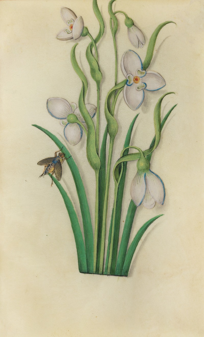 Snowdrop (Galanthus nivalis) with a fly — Master of Claude de France