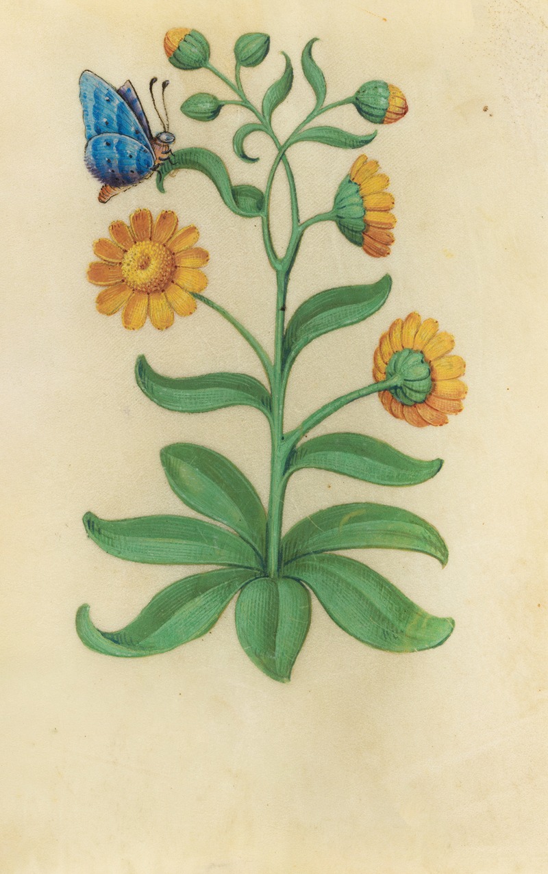 Marigold (Calendula arvensis) with a blue butterfly — Master of Claude de France