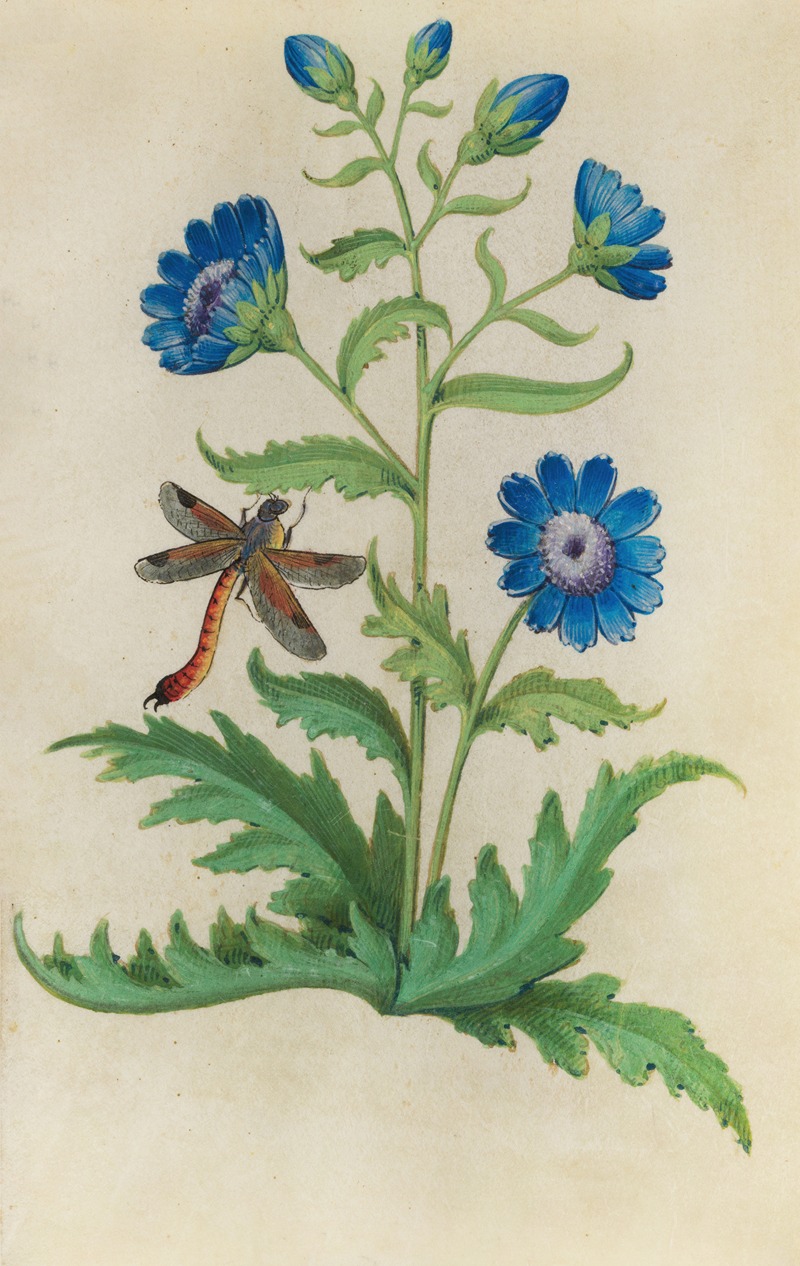 Chicory (Cichorium intybus) with a dragonfly by Master of Claude de France, 1510–1515 — digital art print download
