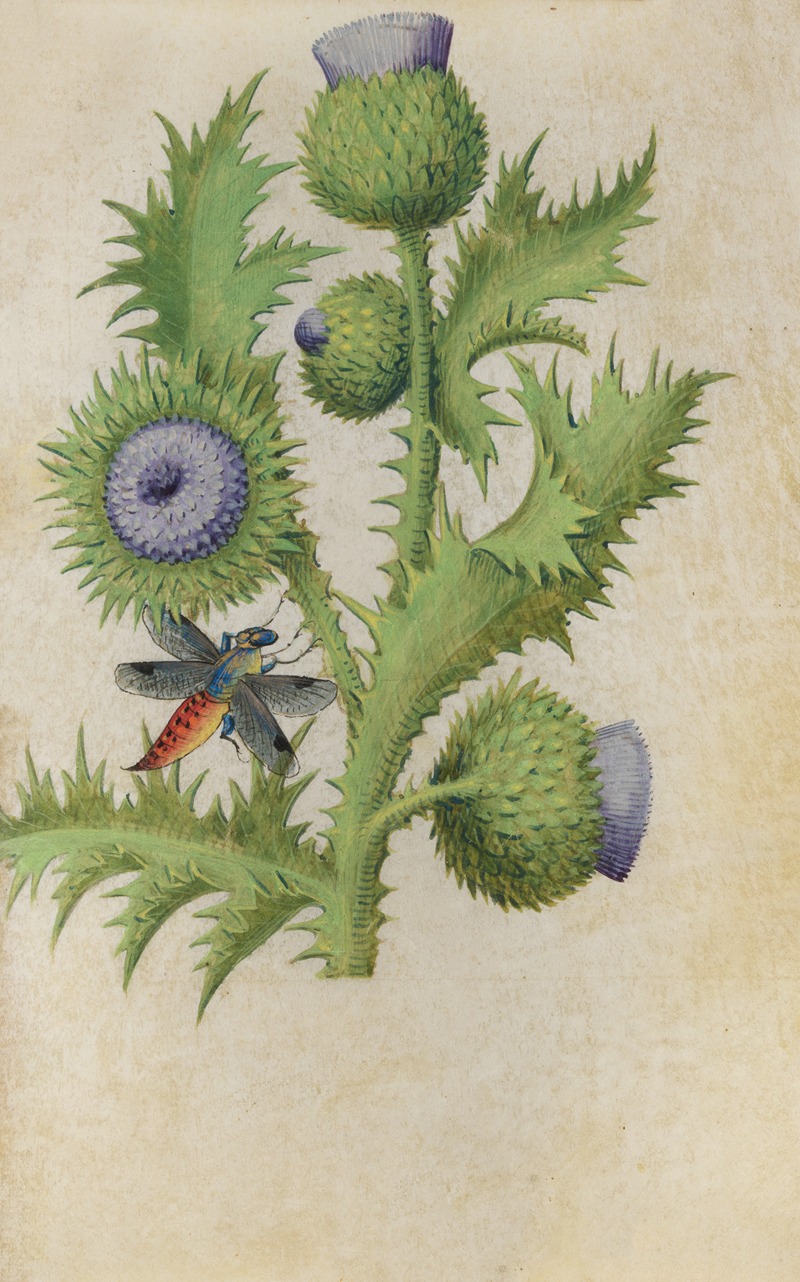 Scottish Thistle (Onopordium acanthium) with a dragonfly — Master of Claude de France