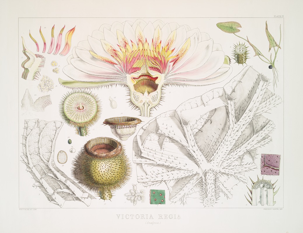 Victoria Regia. (Analyses) by Walter Hood Fitch, 1851 — digital art print download