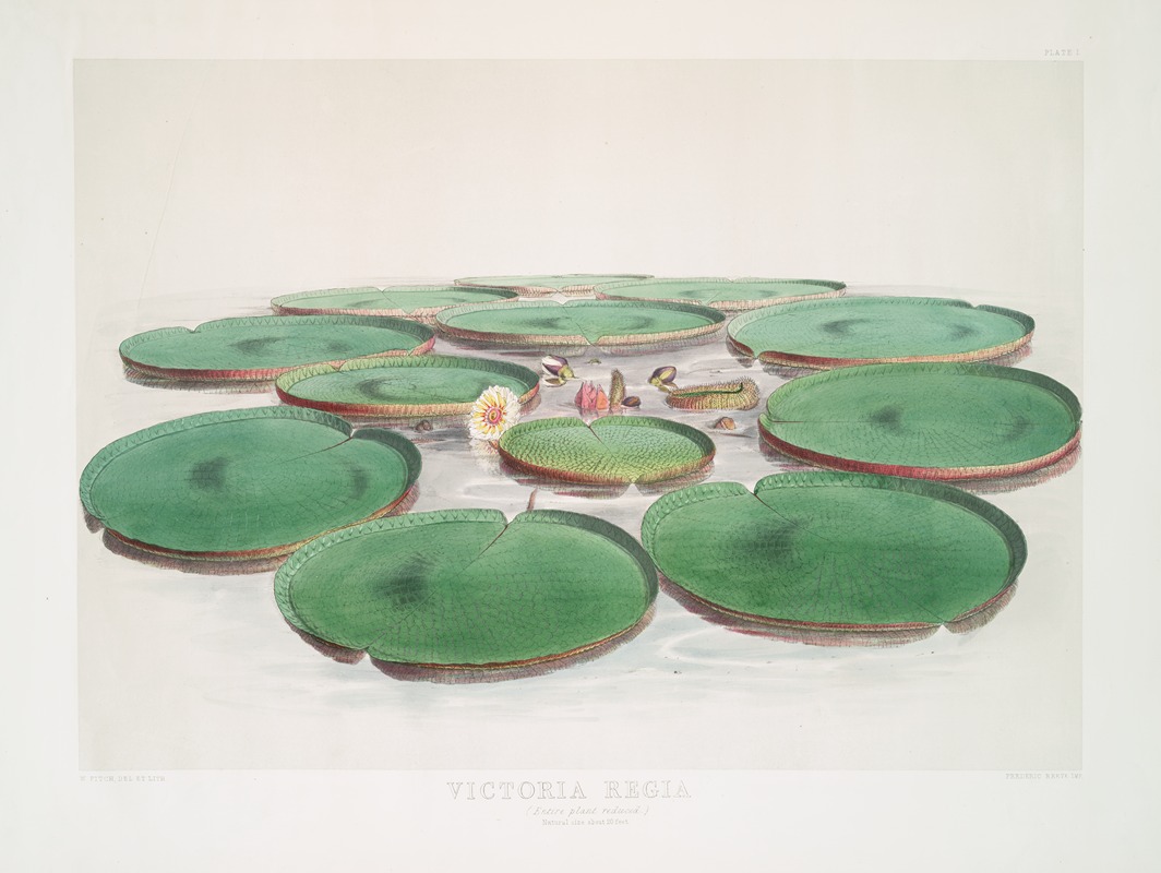 Victoria Regia by Walter Hood Fitch, 1851 — digital art print download