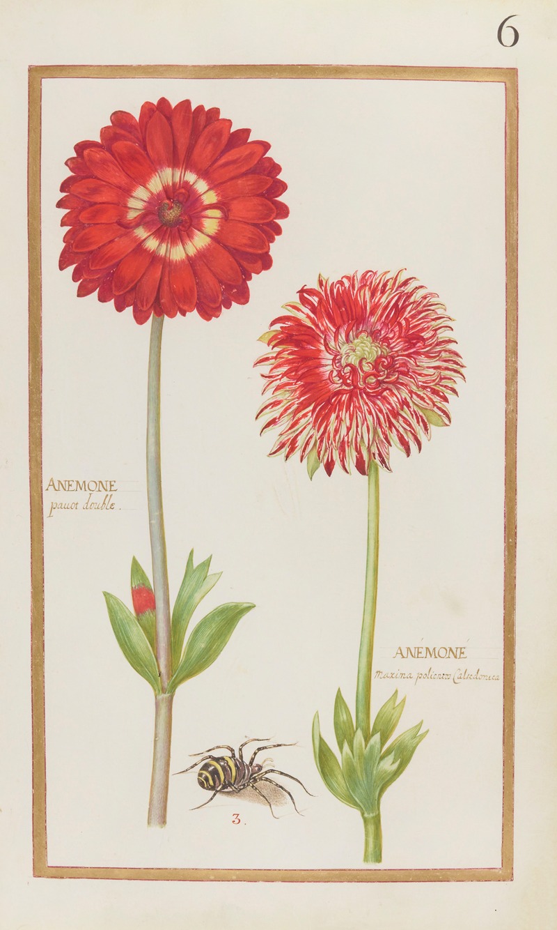 Anemone pavot double; Anemone maxima polientos Calcedonica — Daniel Rabel