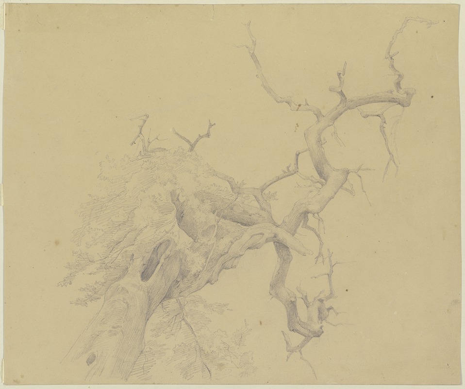 Weitgehend kahler Baum in starker Untersicht — Jakob Becker