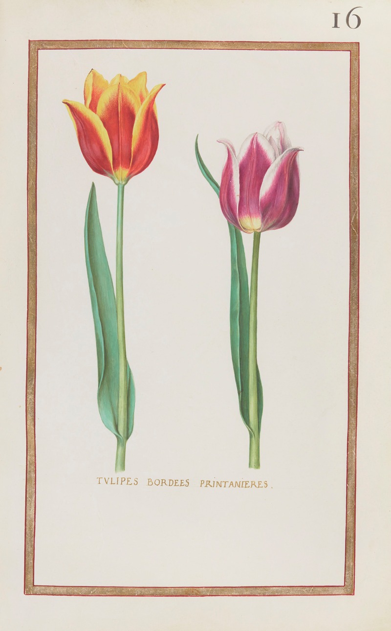 Tulipes bordees printanieres by Daniel Rabel, 1624 — digital art print download
