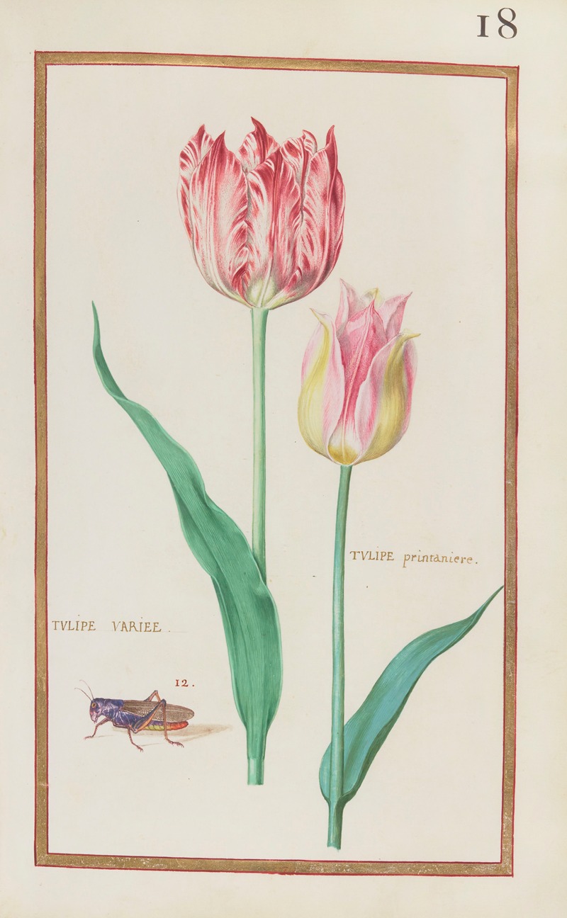 Tulipe variee ; tulipe printaniere — Даниэль Рабель