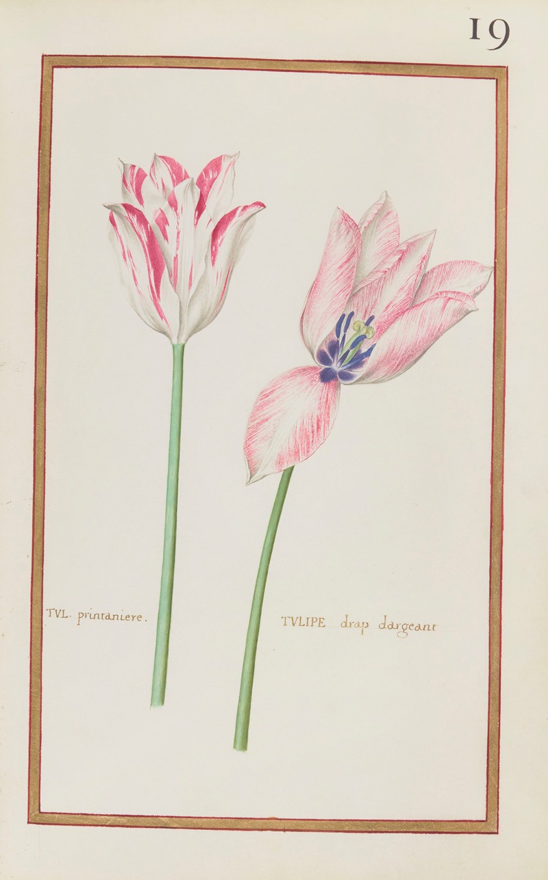 Tul. printaniere ; tulipe drap dargeant by Daniel Rabel, 1624 — digital art print download