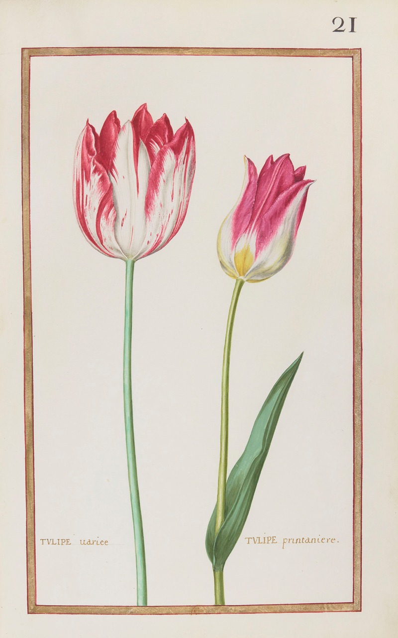 Tulipe variee ; tulipe printaniere — Daniel Rabel
