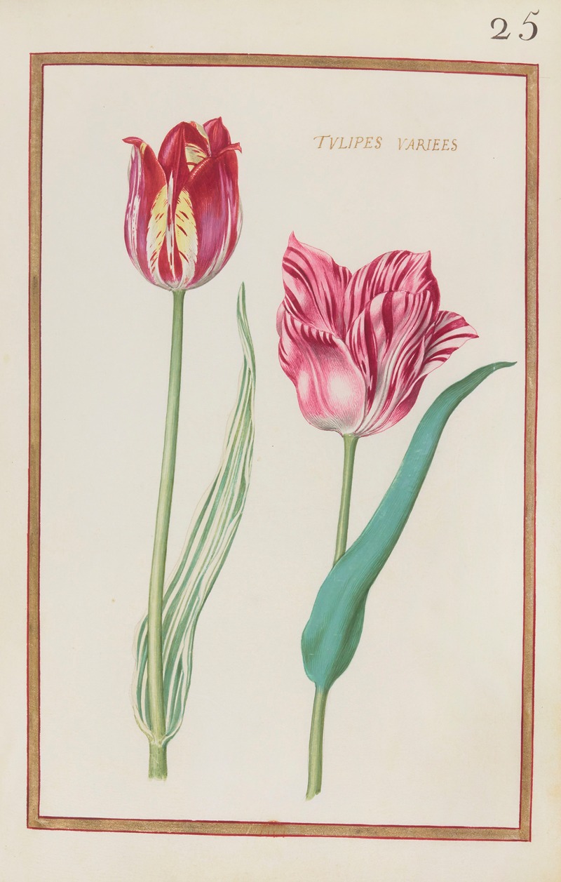 Tulipes variees by Daniel Rabel, 1624 — digital art print download