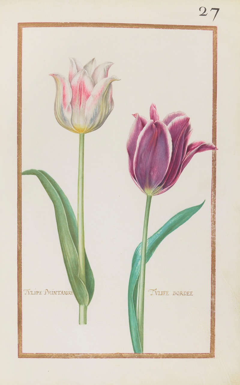 Tulipe printanire ; tulipe bordee by Daniel Rabel, 1624 — digital art print download