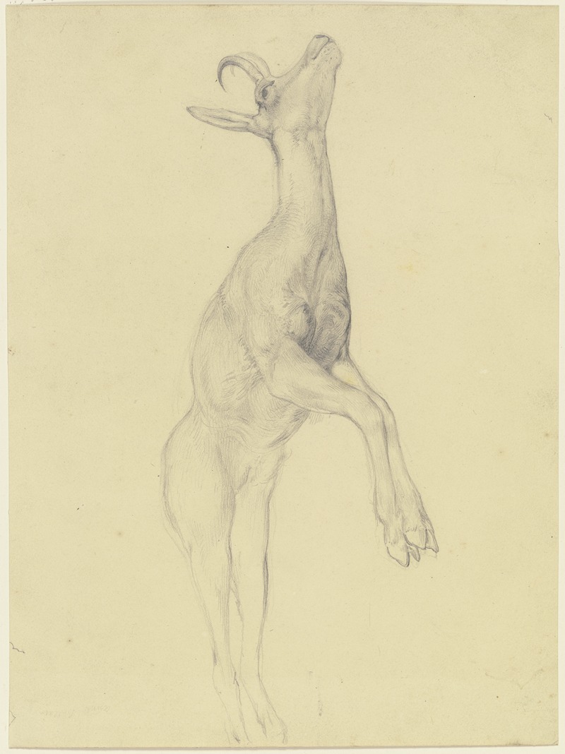 Zur Strecke gebrachter Steinbock — Jakob Becker