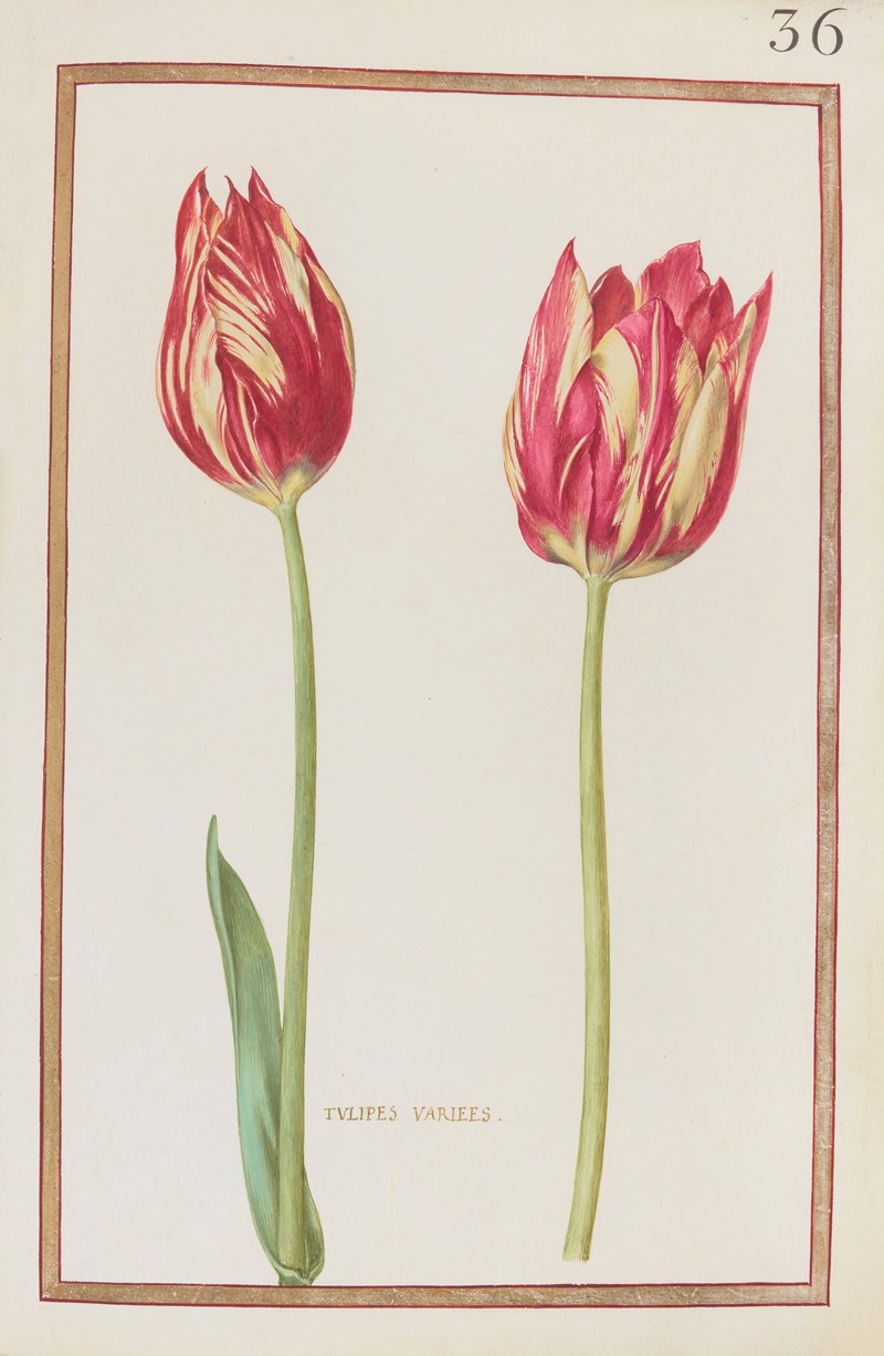 Tulipes variées by Daniel Rabel, 1624 — digital art print download