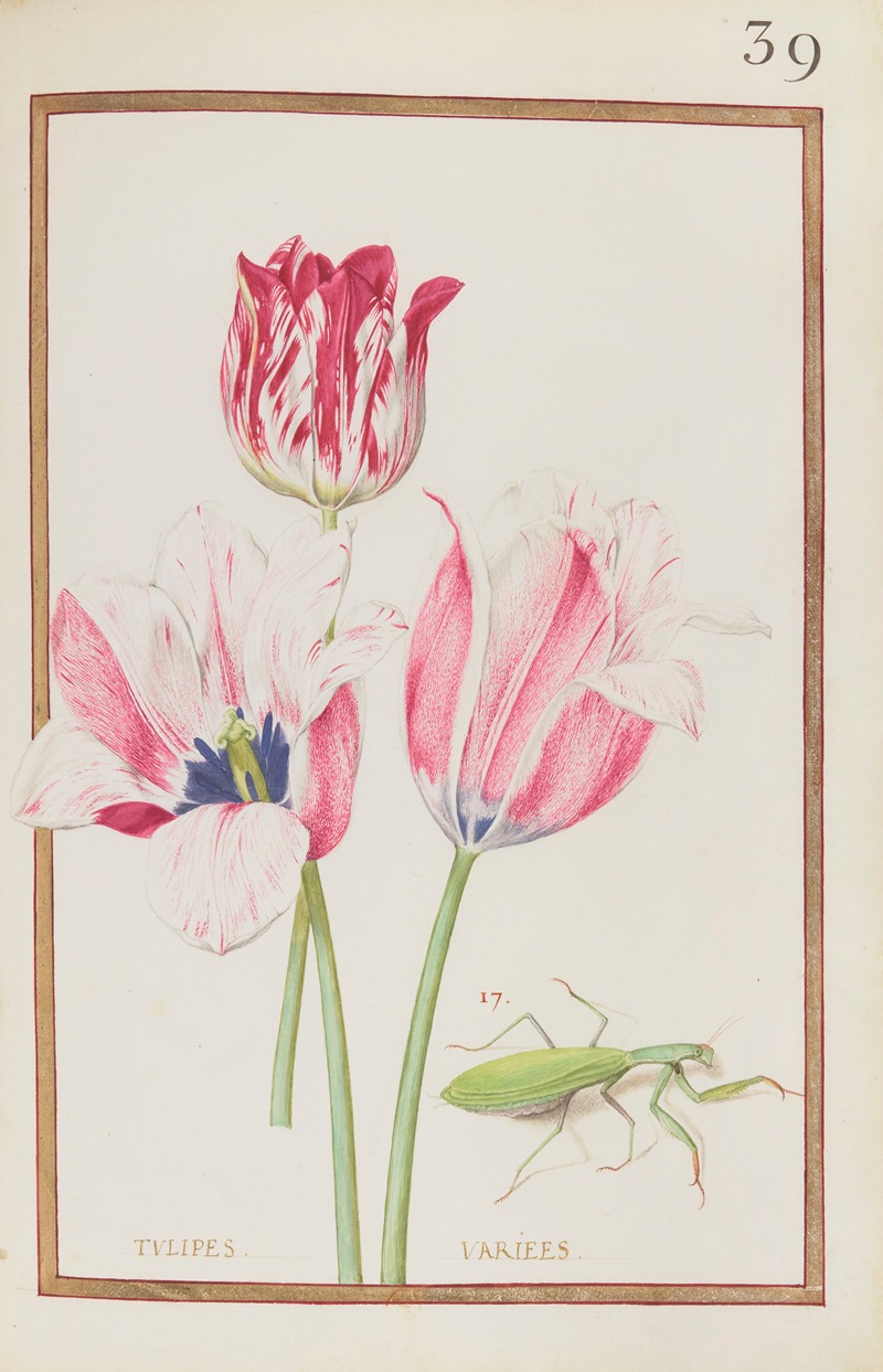 Tulipes variees by Daniel Rabel, 1624 — digital art print download