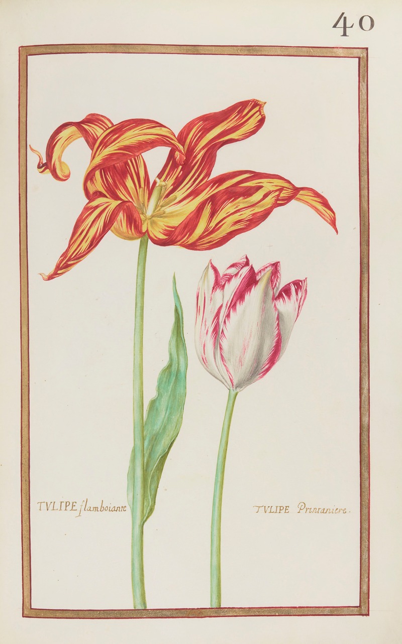 Tulipe flamboiante by Daniel Rabel, 1624 — digital art print download