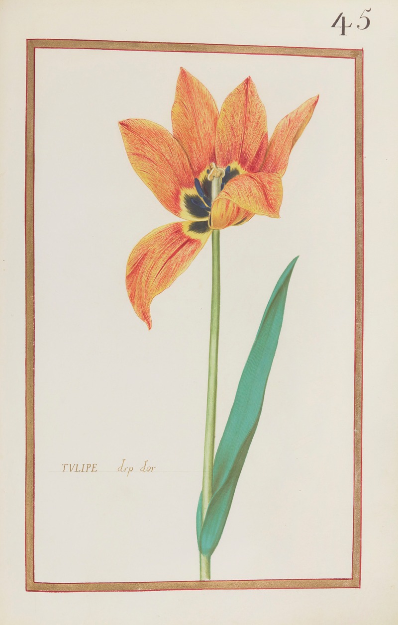 Tulipe drp dor by Daniel Rabel, 1624 — digital art print download