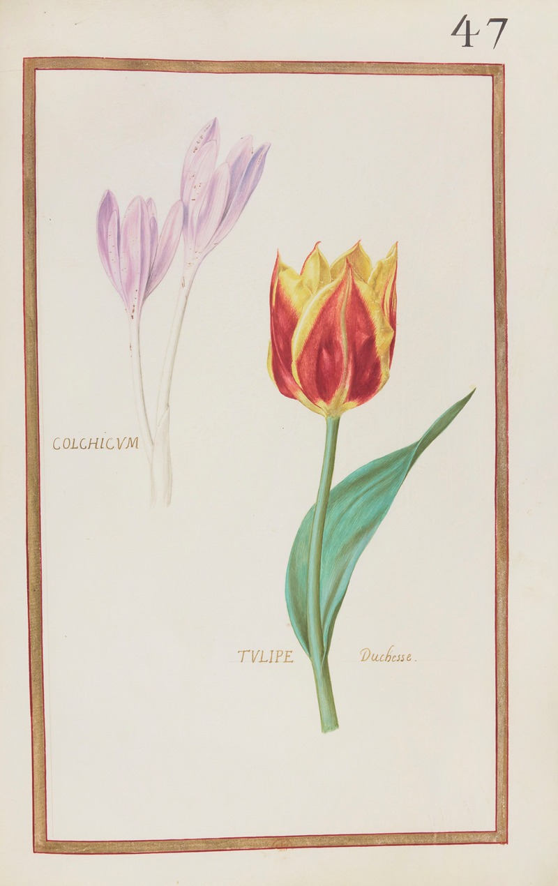 Colchicum ; tulipe duchesse by Daniel Rabel, 1624 — digital art print download